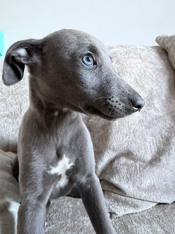 1 little girl left ready now