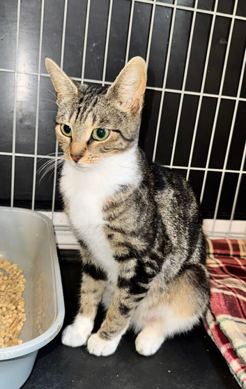 Female cat