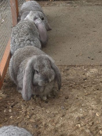 French lops bucks