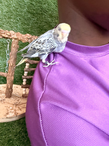 Hand-Tame Baby Budgie &ndash; Ready for a Loving Home