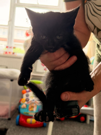 4 kittens for sale