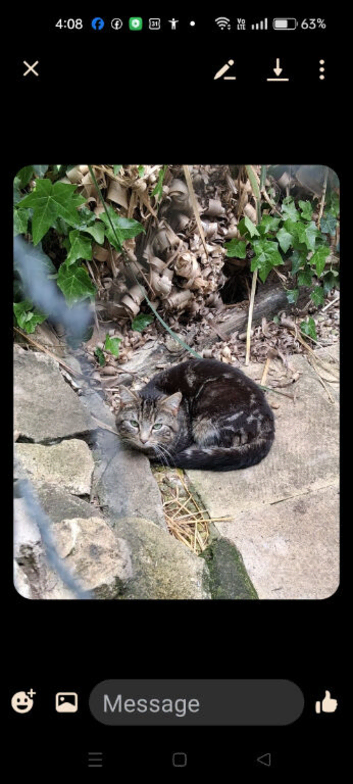3 lovely kittens ready for new home