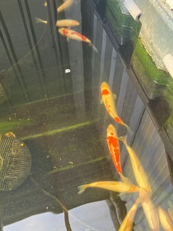 Koi