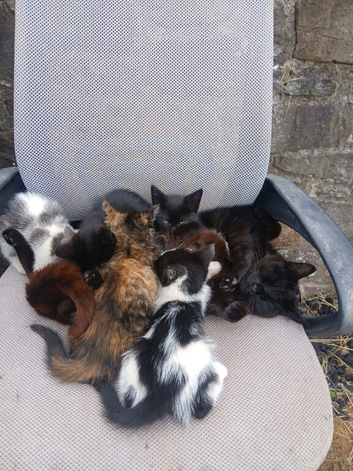 Outdoor kittens