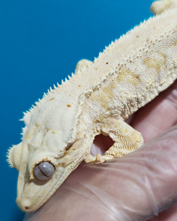 Lily white gecko with viv