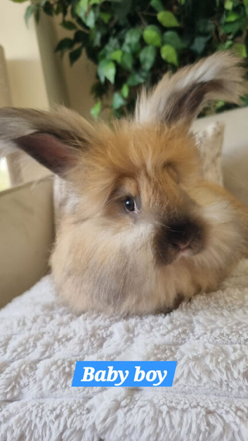 Beautiful baby full breed angoras