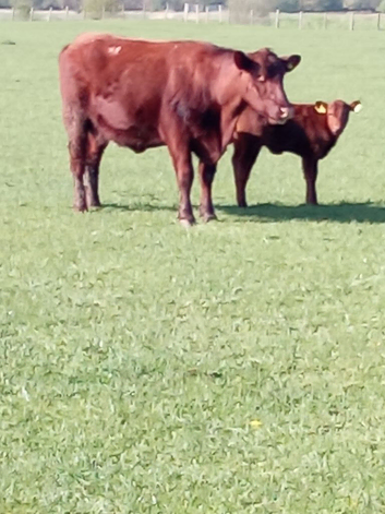 2 Lincoln red cows