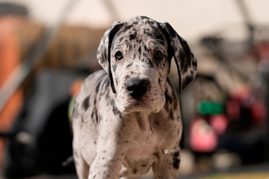 Exceptional Great Dane puppies &ndash; Champion European Bloodlines