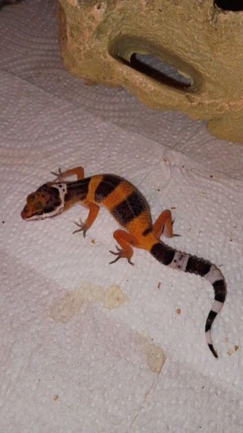 Leopard gecko