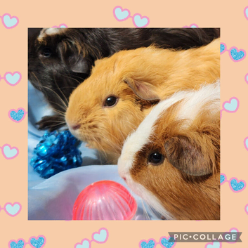 **Beautiful Loving Natured Baby Guinea pigs **