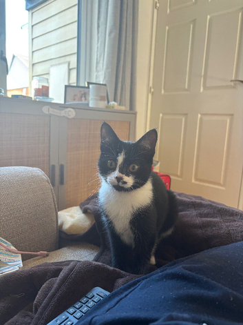 Kitten