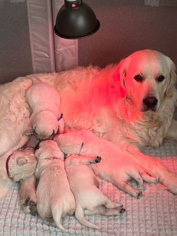 English cream golden retriever puppies