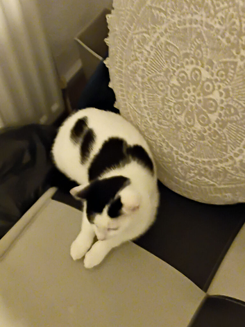 Female kitten for sale