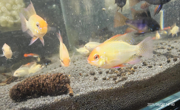 Golden Rams