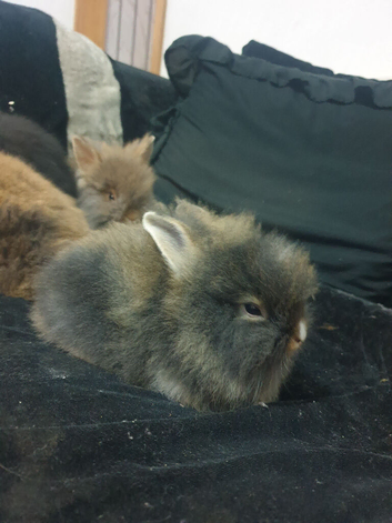 5 lionhead rabbits for sale
