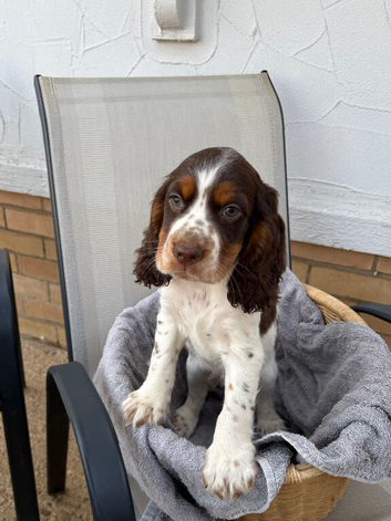 Cocker spaniel
