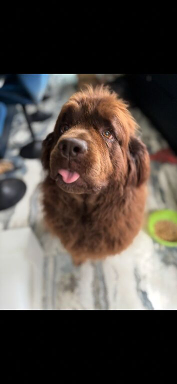 Brown Newfoundland girl
