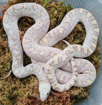 Hypo Whitesided Bullsnake &ndash; 2023 CB