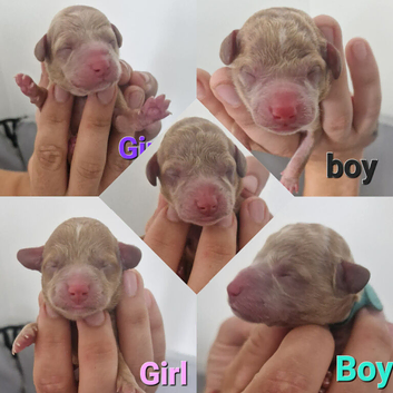 F1b cockapoo puppies