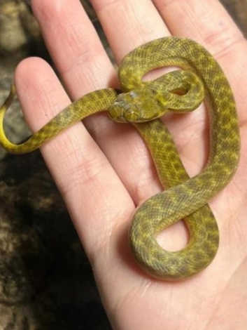 Cat Eyed Snakes at Birmingham Reptiles (Golden Phase)