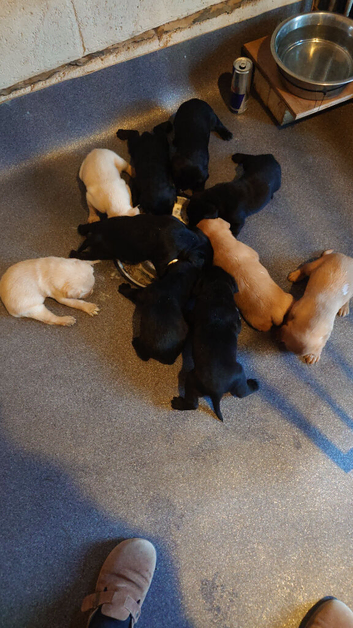 9 STUNNING LABRADOR PUPPIES READY NOW