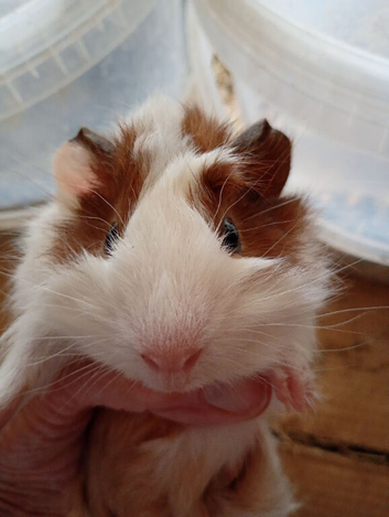 Baby Guinea Pig