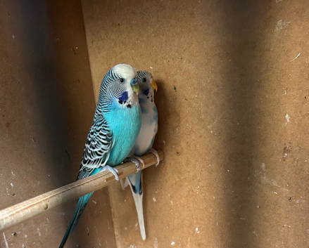 Pair of budgies