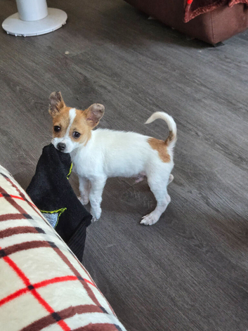 Beautiful little jrt dog last one