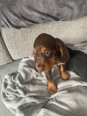 Cocker spaniel puppies