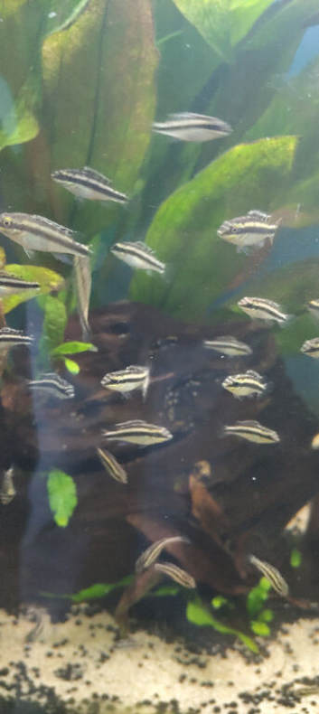 kribensis cichlid young