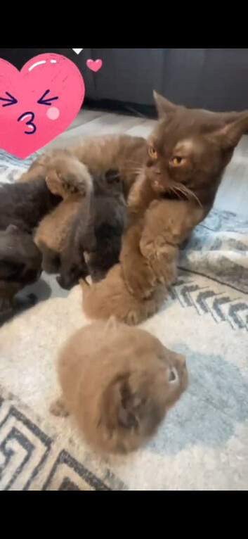 Chocolate bsh kittens available