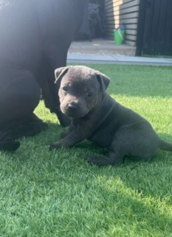 STUNNING STAFFORDSHIRE BULL TERRIER PUPPIES SEEKING THEIR LOVING HOMES
