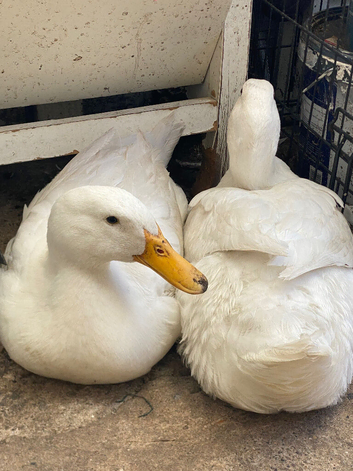 2 Female Aylesbury Ducks