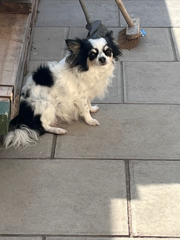 Parti tan point white black chihuahua girl