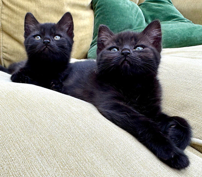 British shorthair kittens black