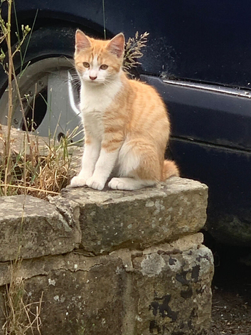 Kittens