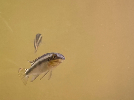 Juvenile Kribensis
