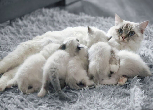 Ragdoll pedigree