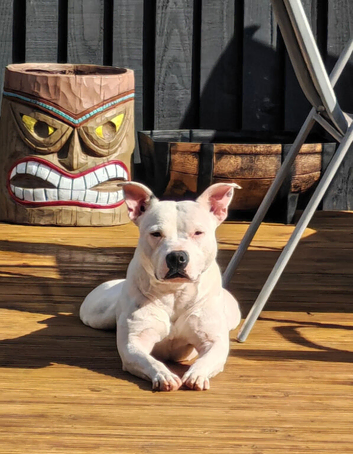 3yo Female Staffy