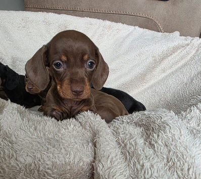 Dachshund puppies