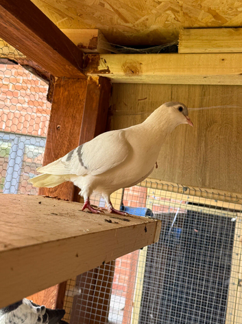 Iced afghan female