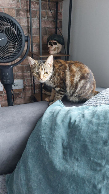 Mixed Breed Kittens