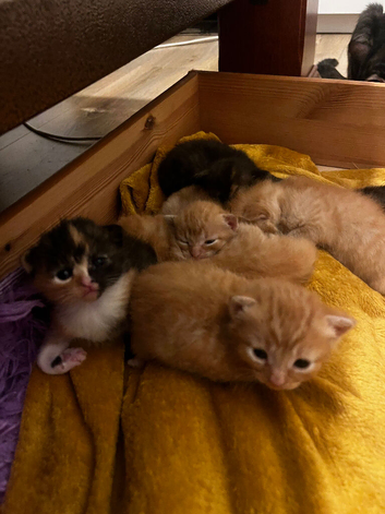 Main coon cross