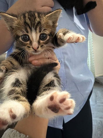 Kittens for sale
