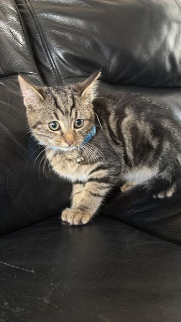 Kitten
