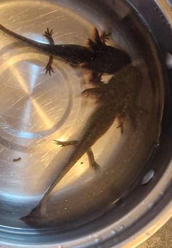 Baby axolotl