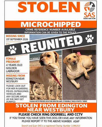 Stolen Labrador. Now found 21/10/26