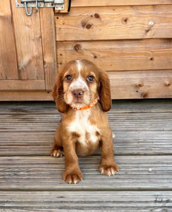 cocker spaniel puppies