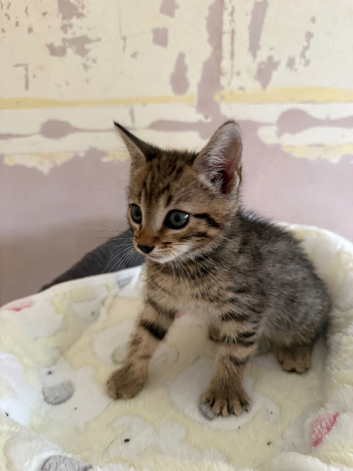 Last female kitten(bengal)