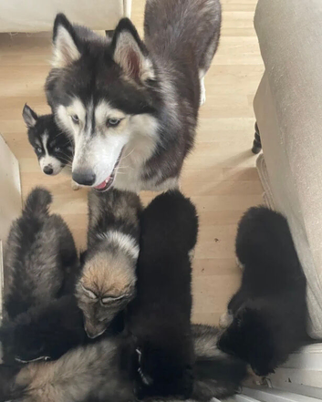 Gorgeous Fully Tested Siberian Husky Puppies